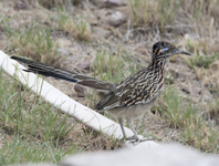 Greater Roadrunner 5797